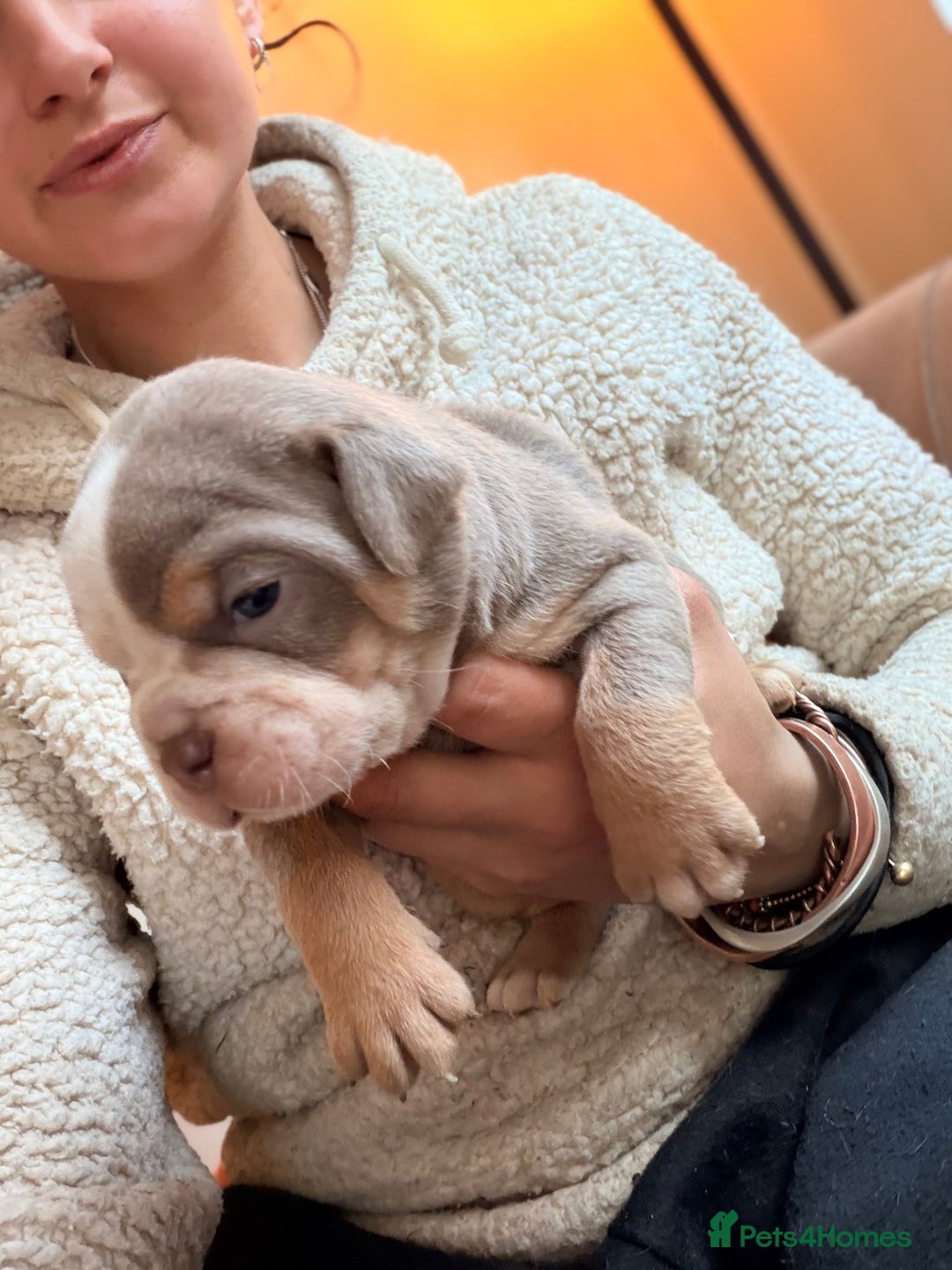 Olde English Bulldogge dogs for sale: Olde English Bulldog Puppies - Family Raised  - Advert 26