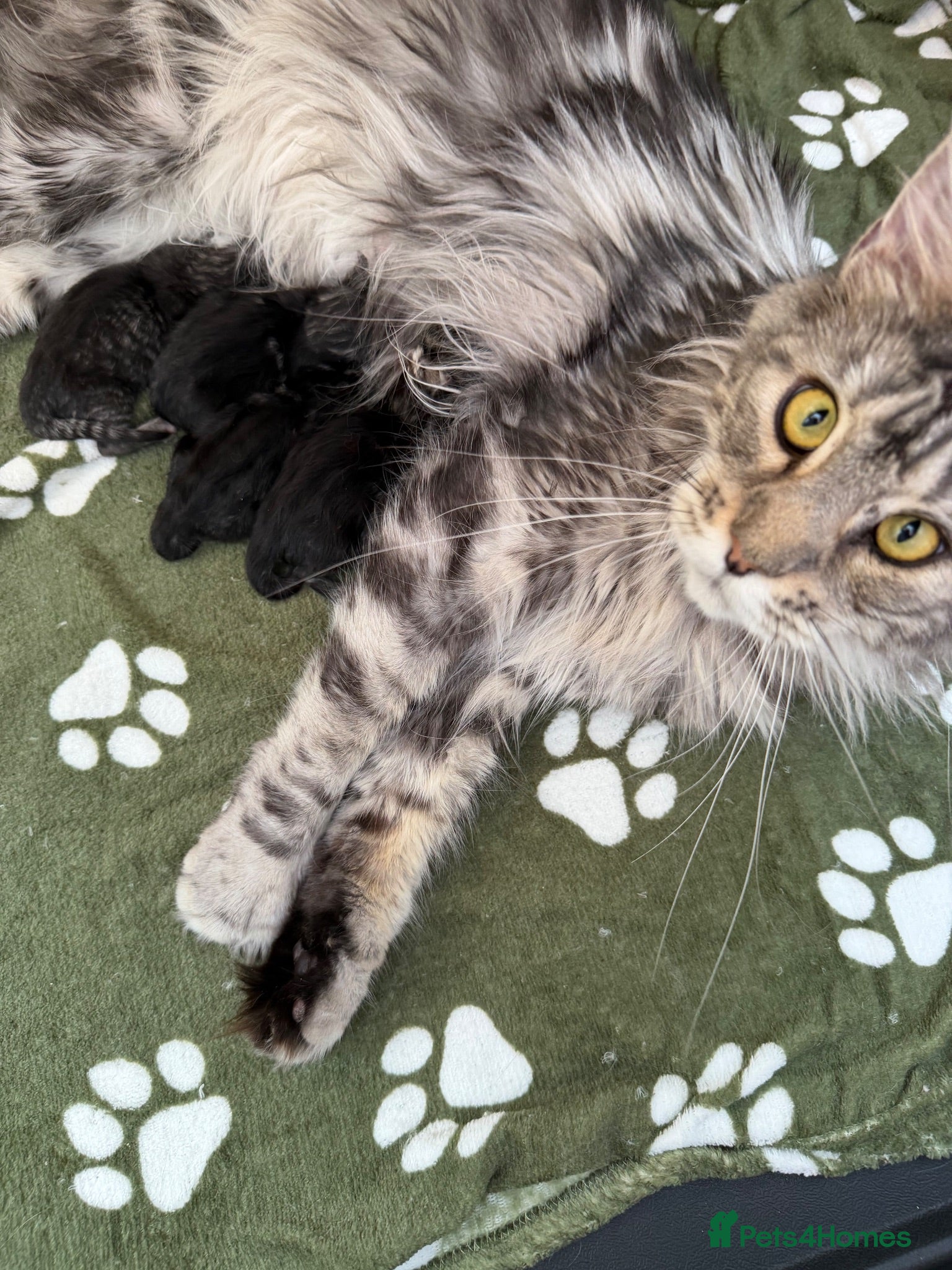 Maine Coon cats 👑 TABBY AND MACKEREL MAINE COON KITTENS 👑 - Advert 1