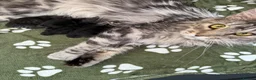Maine Coon cats for sale: 👑 TABBY AND MACKEREL MAINE COON KITTENS 👑 - Advert 2