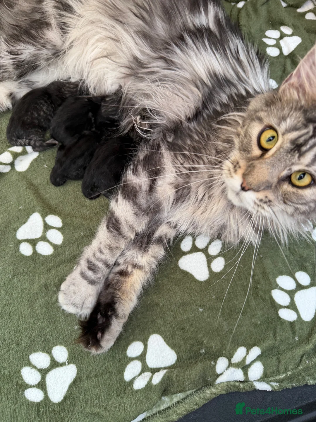 Maine Coon cats for sale: 👑 TABBY AND MACKEREL MAINE COON KITTENS 👑 - Advert 2