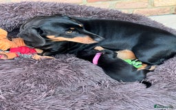 Dachshund dogs for sale: Standard Dachshund puppies for sale - Image 1