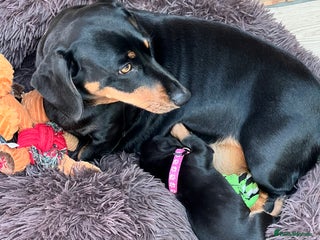 Dachshund dogs - Advert 26