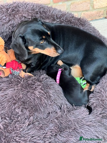 Dachshund dogs - Advert 2