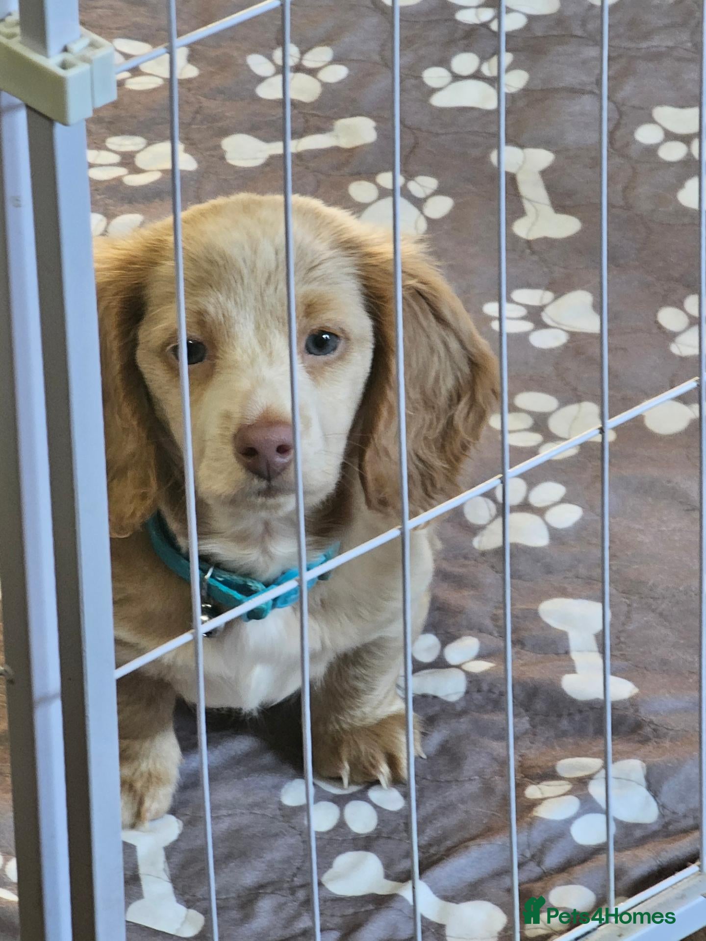 Miniature Dachshund dogs 🐾READY NOW fully vaccinated longhaired boy left🐾 - Advert 10