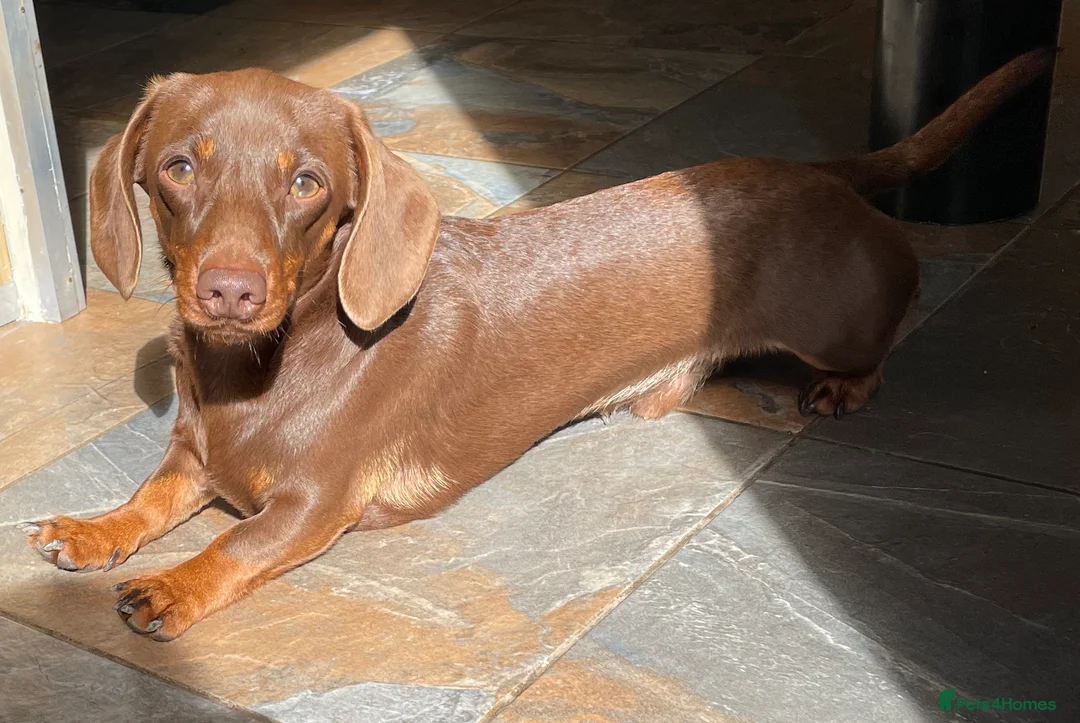 Miniature Dachshund dogs for stud: Mini Smooth Choc/Tan Male Dachshund (Stud only) - Advert 3
