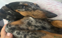 Miniature Dachshund dogs for sale: Miniature Daschand - Image 2