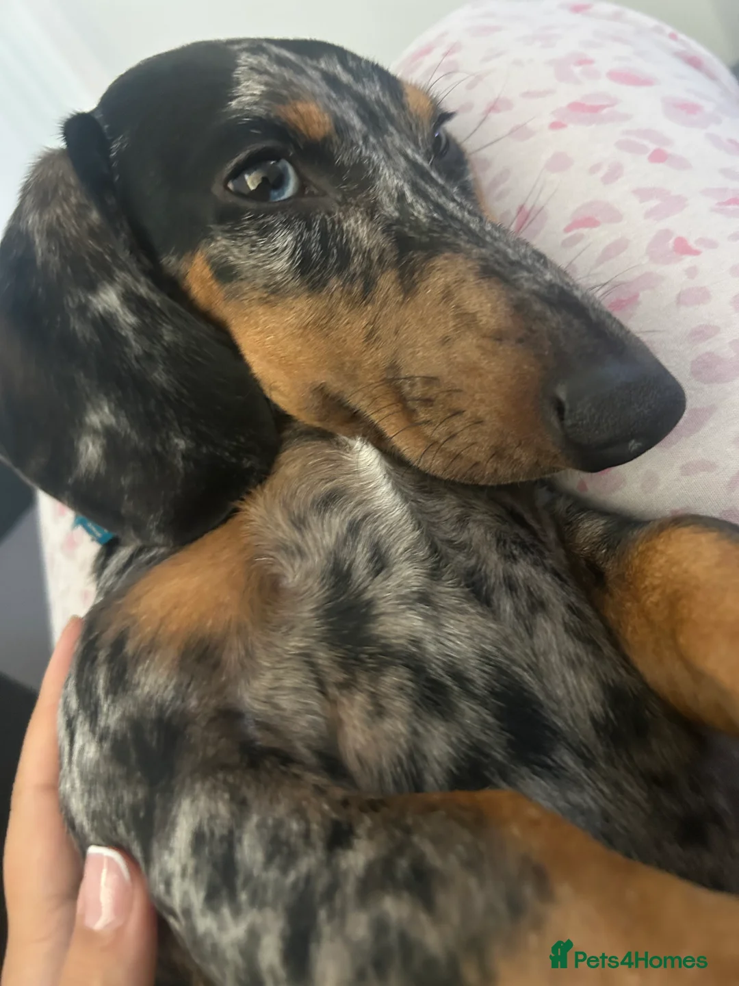 Miniature Dachshund dogs for sale: Miniature Dachshund - Advert 2