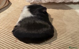 Guinea Pig rodents for sale: 3 boars for sale - Image 8