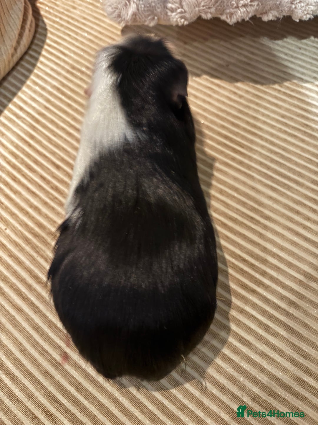 Guinea Pig rodents for sale: 3 boars for sale - Image 8