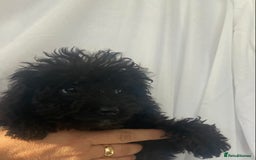 Cockapoo dogs for sale: Cockapoo - Image 3
