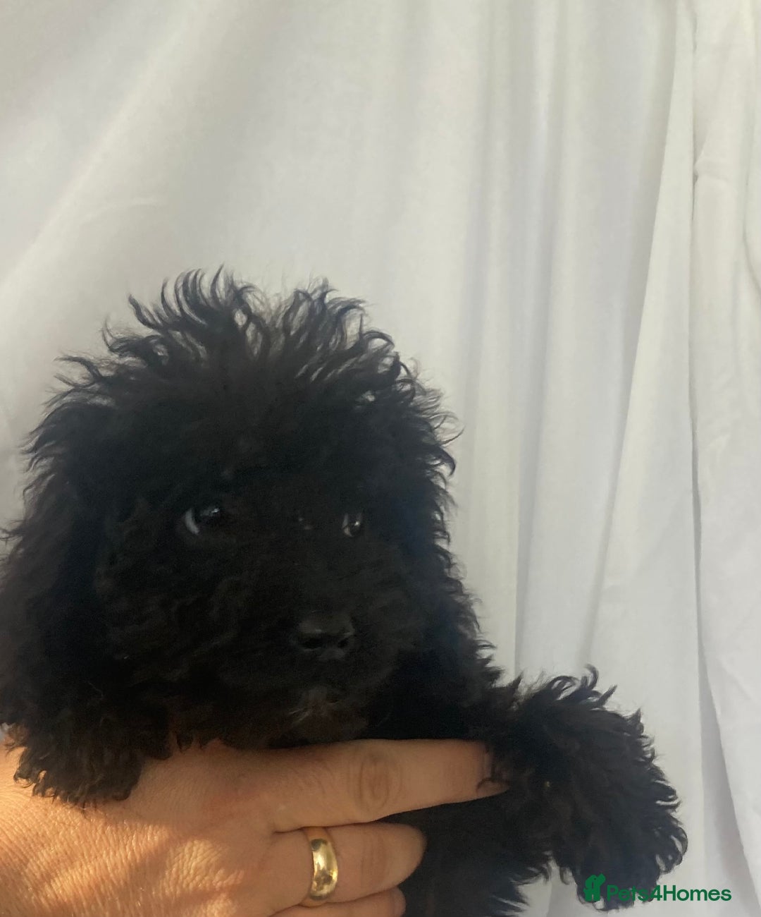 Cockapoo dogs for sale: Cockapoo - Image 3