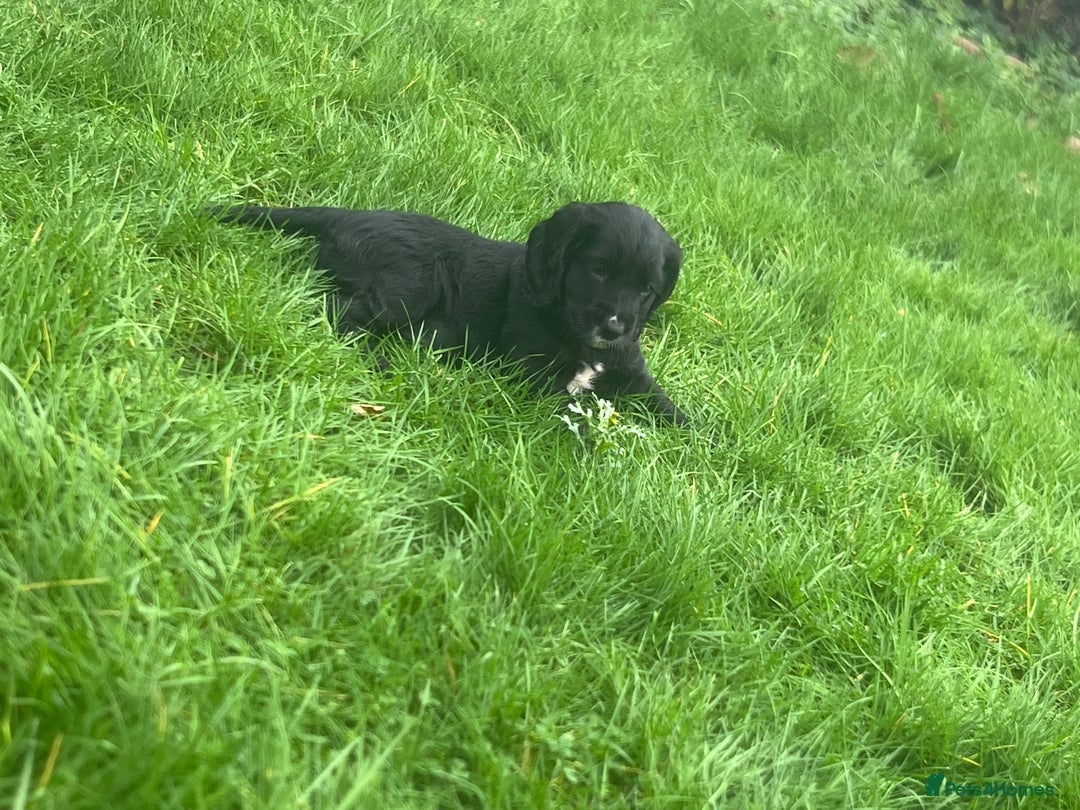 Cocker Spaniel dogs for sale:  4 Beautiful Cocker Spaniel Girls 🐶 - Image 14