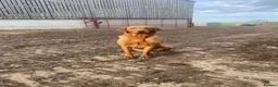 Labrador Retriever dogs for sale: Stunning KC REG fox red Labrador male  - Advert 7