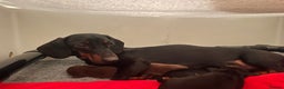 Miniature Dachshund dogs for sale: Beautiful Baby Sausages - Advert 15