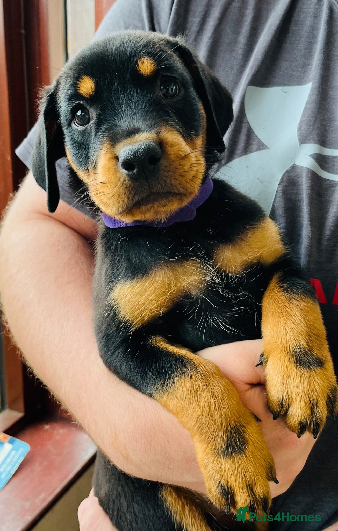 Mixed Breed dogs Rottweiler Doberman mix - 8 weeks old! - Advert 1