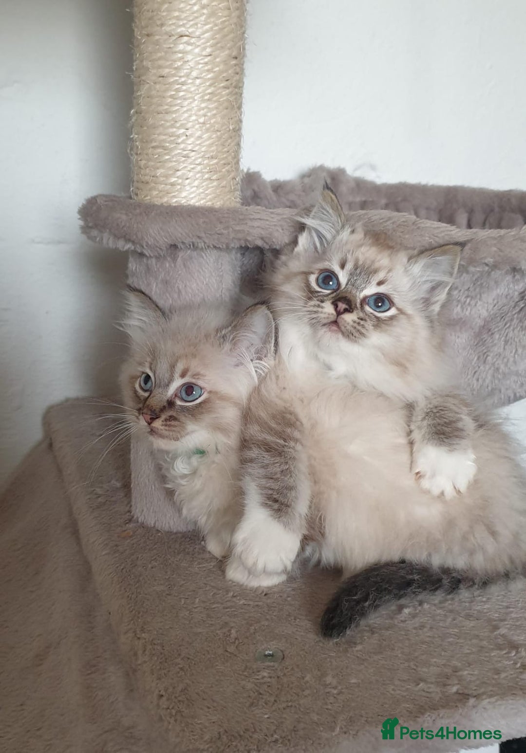 Ragdoll cats for sale: Stunning GCCF Registered Ragdoll Kittens. - Advert 7