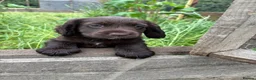 Cocker Spaniel dogs for sale:  Chocolate working cocker spaniel puppy in Shrewsbury - Advert 5