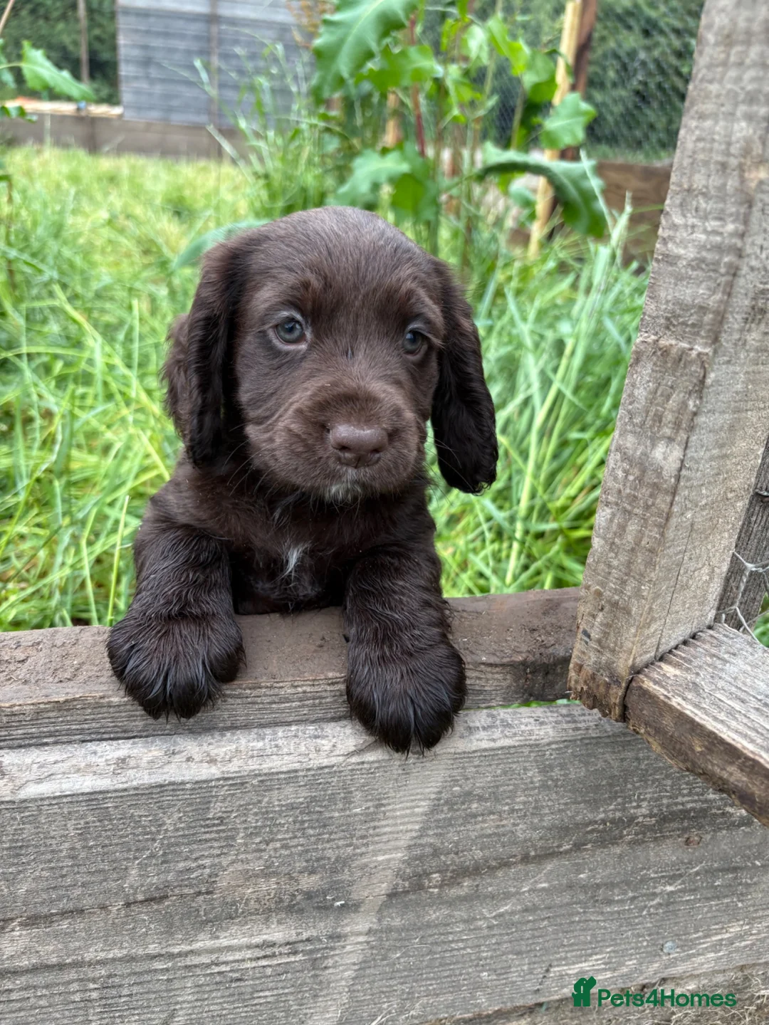 Cocker Spaniel dogs for sale:  Chocolate working cocker spaniel puppy in Shrewsbury - Advert 5