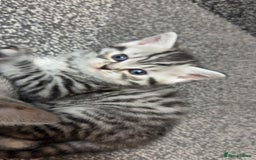 British Shorthair cats for sale: 4 beautiful tabby british shorthair kittens - Advert 14