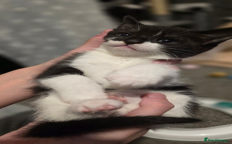 Domestic Shorthair cats - Advert 1