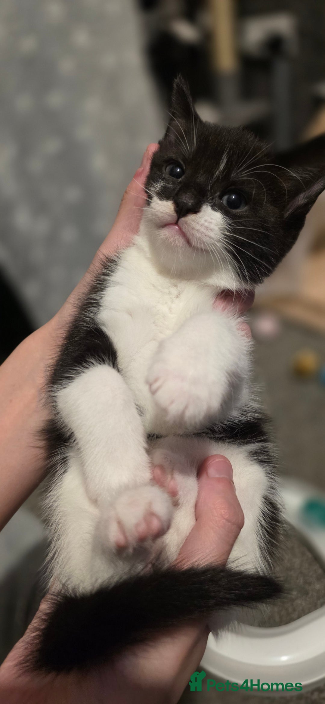 Domestic Shorthair cats for sale: 2 Beautiful Kittens - Uno & Bandana (8 Weeks  Old) - Image 1