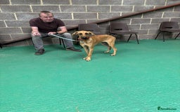 Mixed Breed dogs for adoption: Loveable Cher, is 5 months old - Image 11
