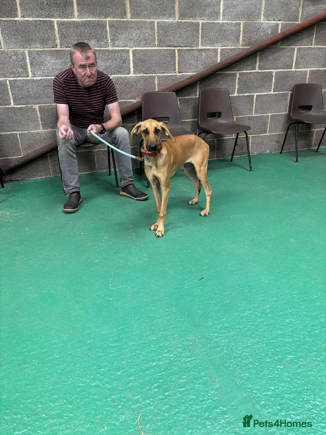 Mixed Breed dogs for adoption: Loveable Cher, is 5 months old - Image 11