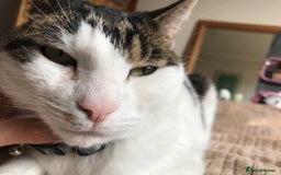 Mixed Breed cats for sale: Cat for sale/adoption - Image 6
