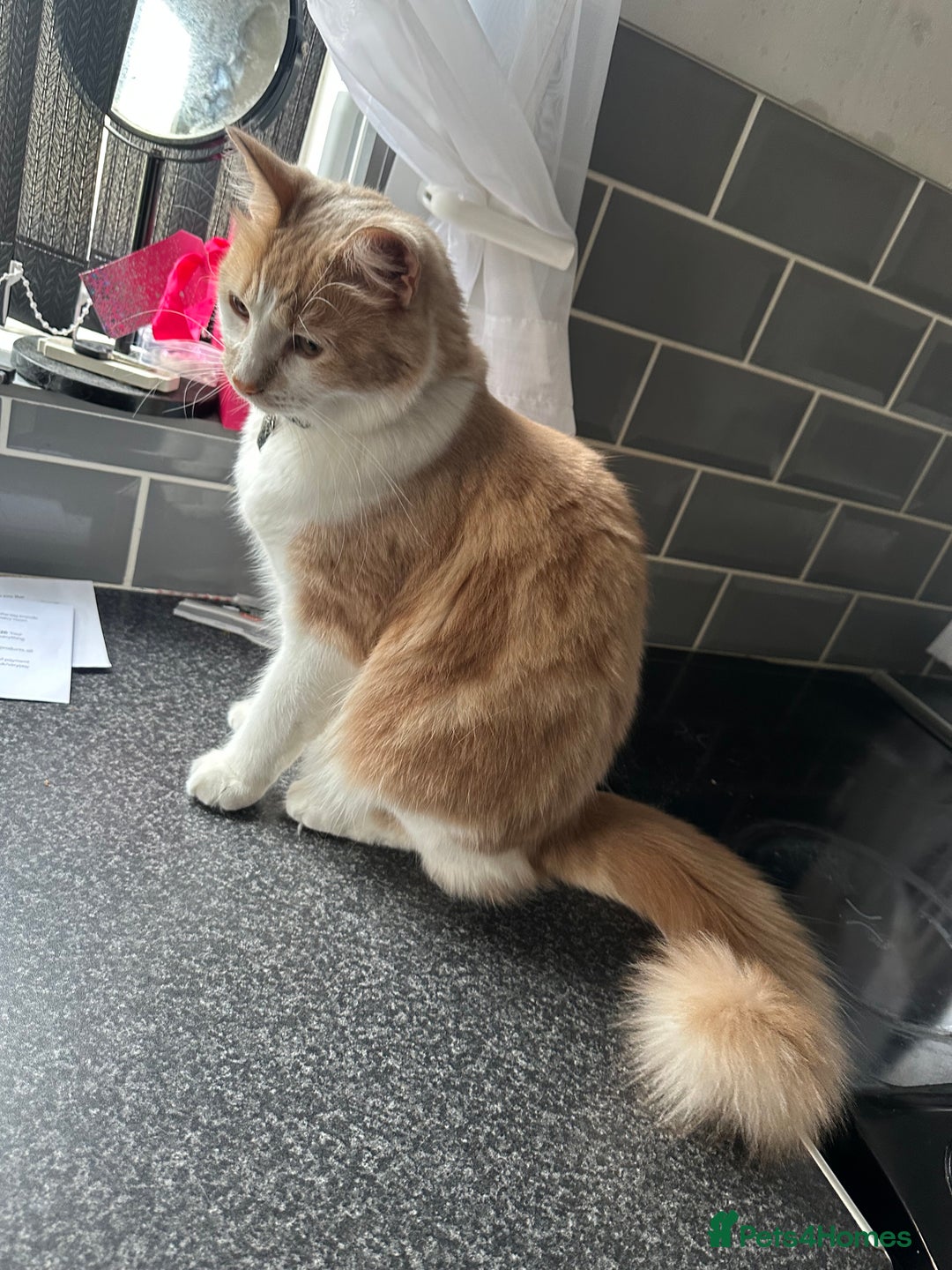 Mixed Breed cats for sale: Beautiful and affectionate 1 year old male - Advert 18