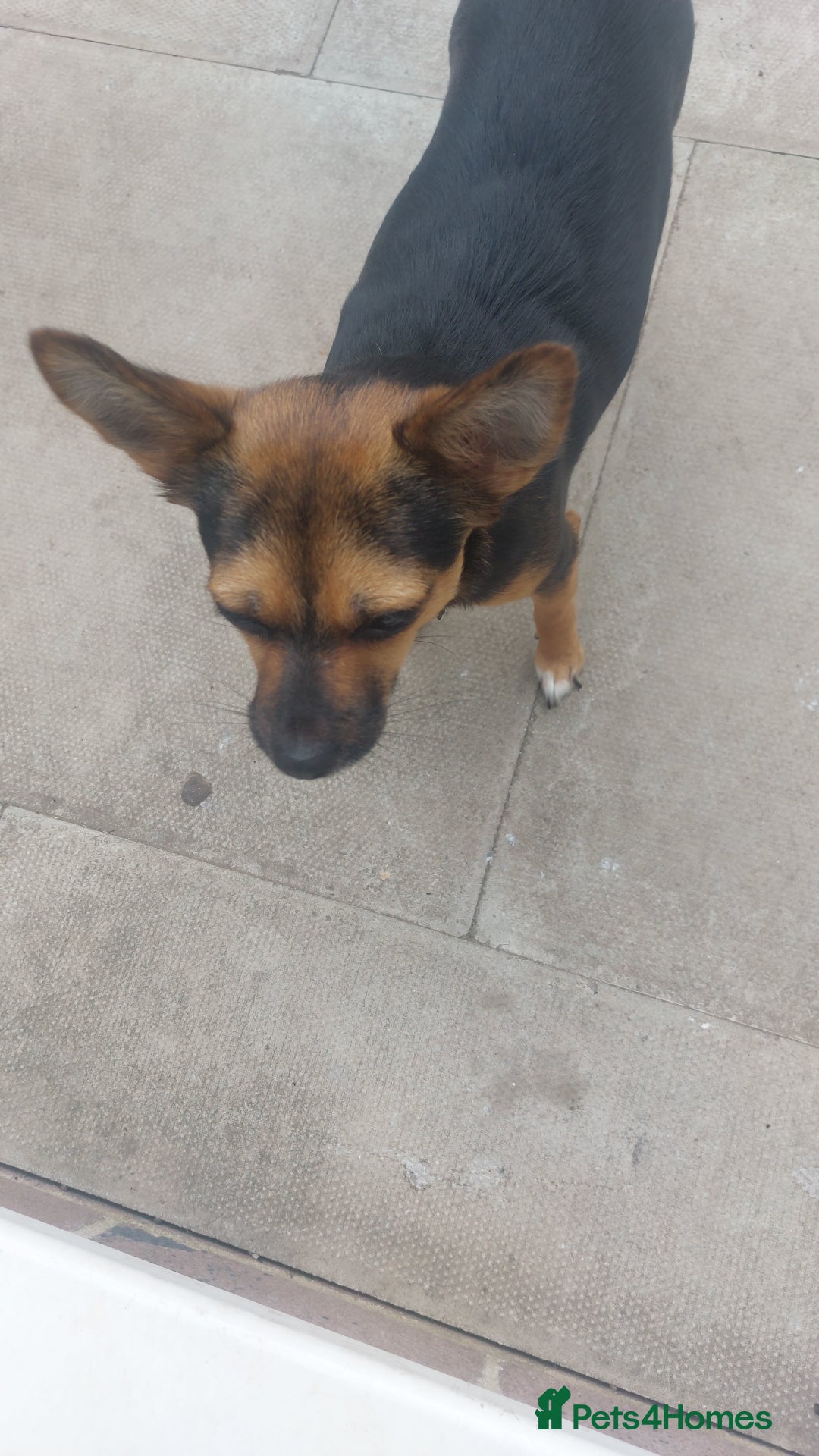 Mixed Breed dogs for sale: Roxey  - Advert 4