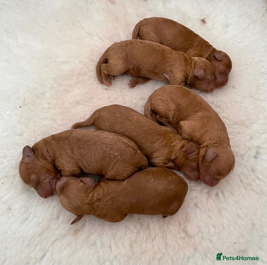 Miniature Poodle dogs for sale: 1 reserved 2 remaining ready 15th October  - Image 31