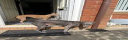 Whippet dogs for sale: KC Reg Whippet  - Advert 8