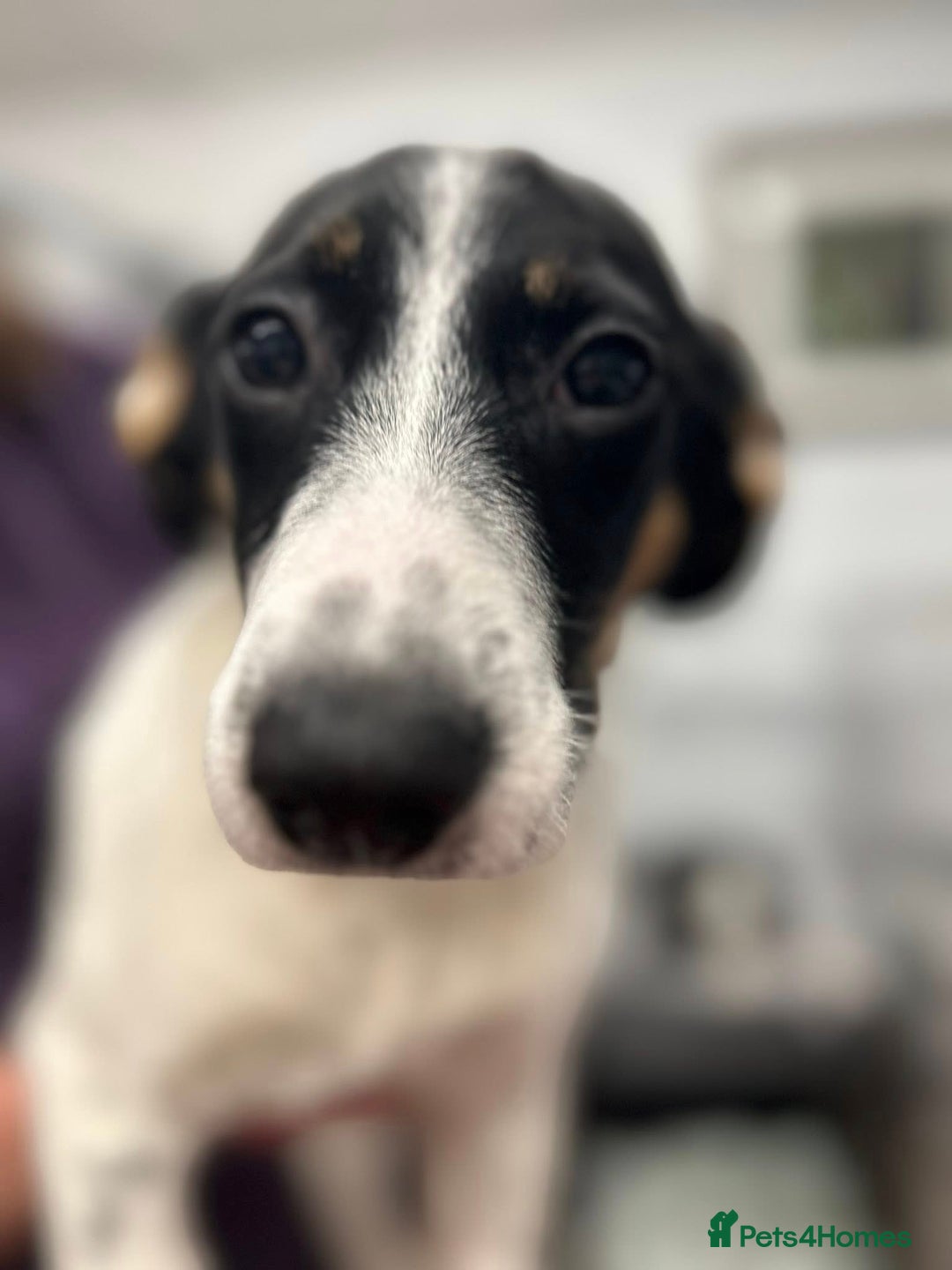 Mixed Breed dogs for adoption: Holly - In Ayr Looking for a home  - Advert 6