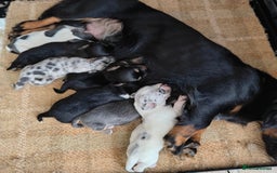 Mixed Breed dogs for sale: Jackweenie puppies - Image 1