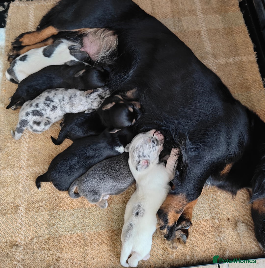 Mixed Breed dogs for sale: Jackweenie puppies - Image 1
