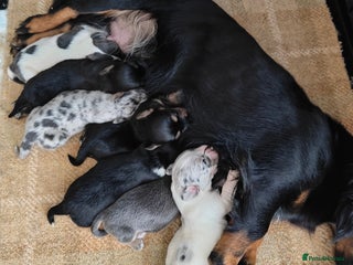 Mixed Breed dogs - Advert 11