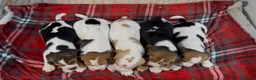 Beagle dogs for sale: BEAUTIFUL (SHOW TYPE) BEAGLE PUPPIES READY NOW - Advert 25