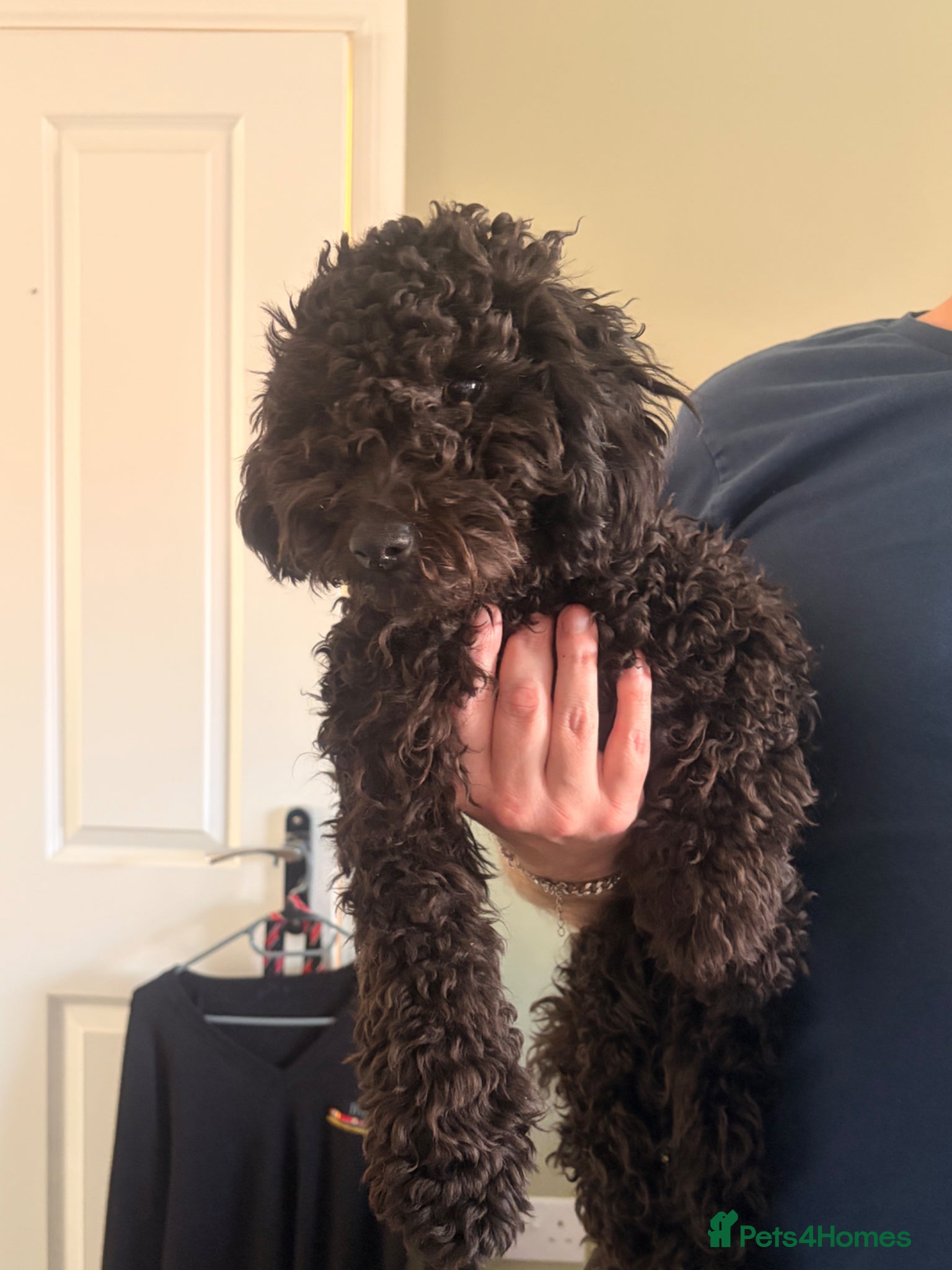 Cavachon dogs 6 month old Polly  looking for new home - Advert 5