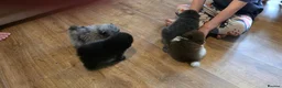 Pomeranian dogs for sale: Micro Pomeranians  in Dartford - Advert 23