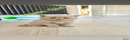 British Shorthair cats for sale: British Shorthair Kittens- 1 Girl 1 Boy available  - Advert 2