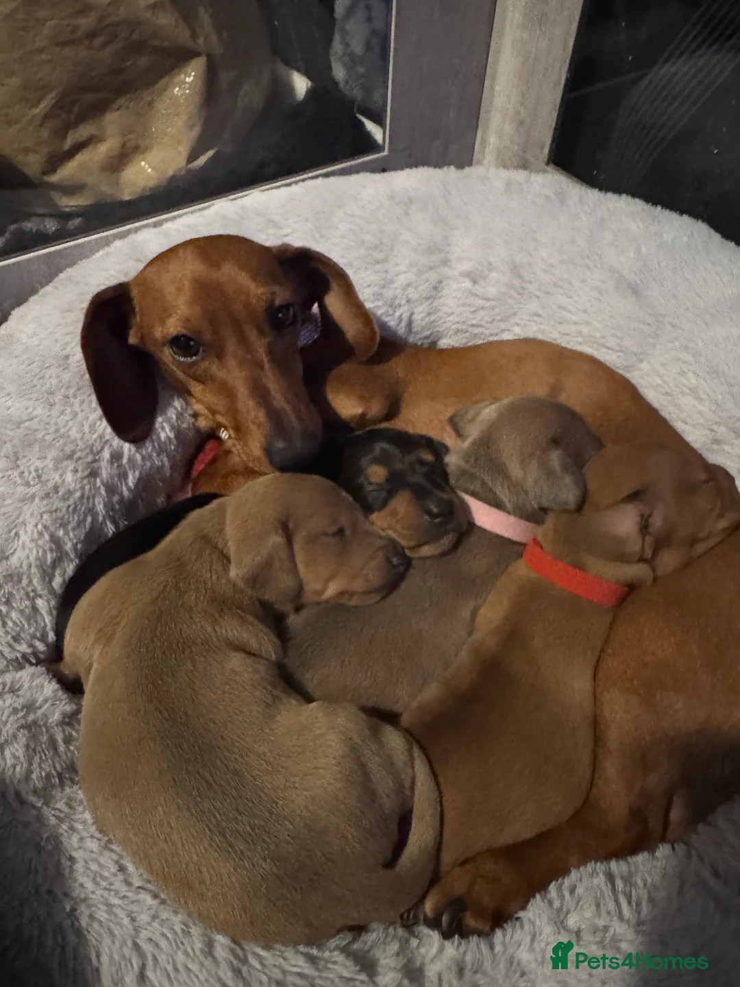 Miniature Dachshund dogs for sale: Beautiful miniature dachshund puppies - Advert 8