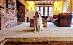 Golden Retriever dogs for sale: Newmiller Retrievers Litter Announcement  - Image 5