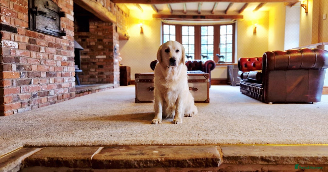 Golden Retriever dogs for sale: Newmiller Retrievers Litter Announcement  - Image 5