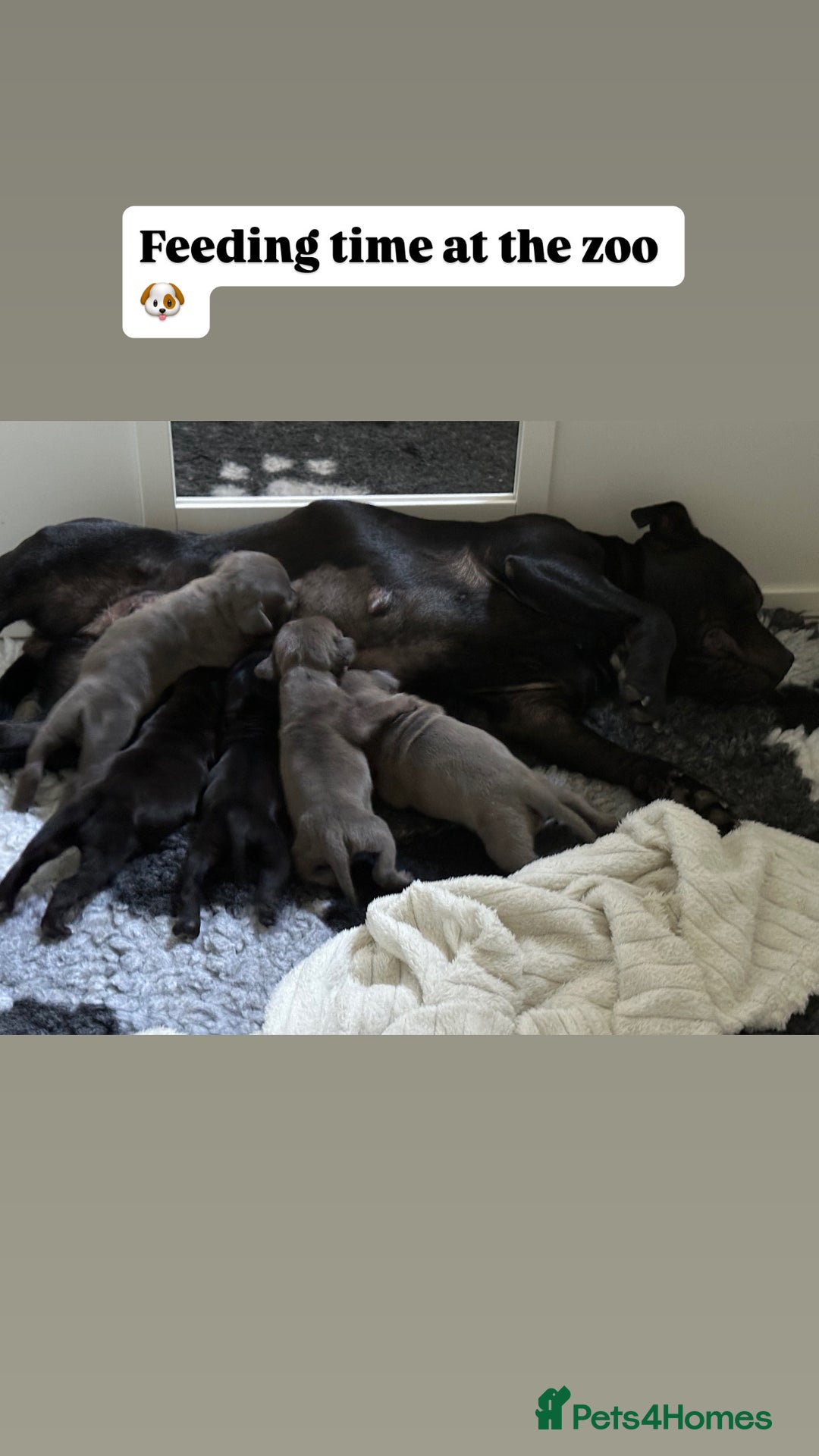 Staffordshire Bull Terrier dogs for sale: Blue and Black Staffordshire Bull Terriers - Image 1