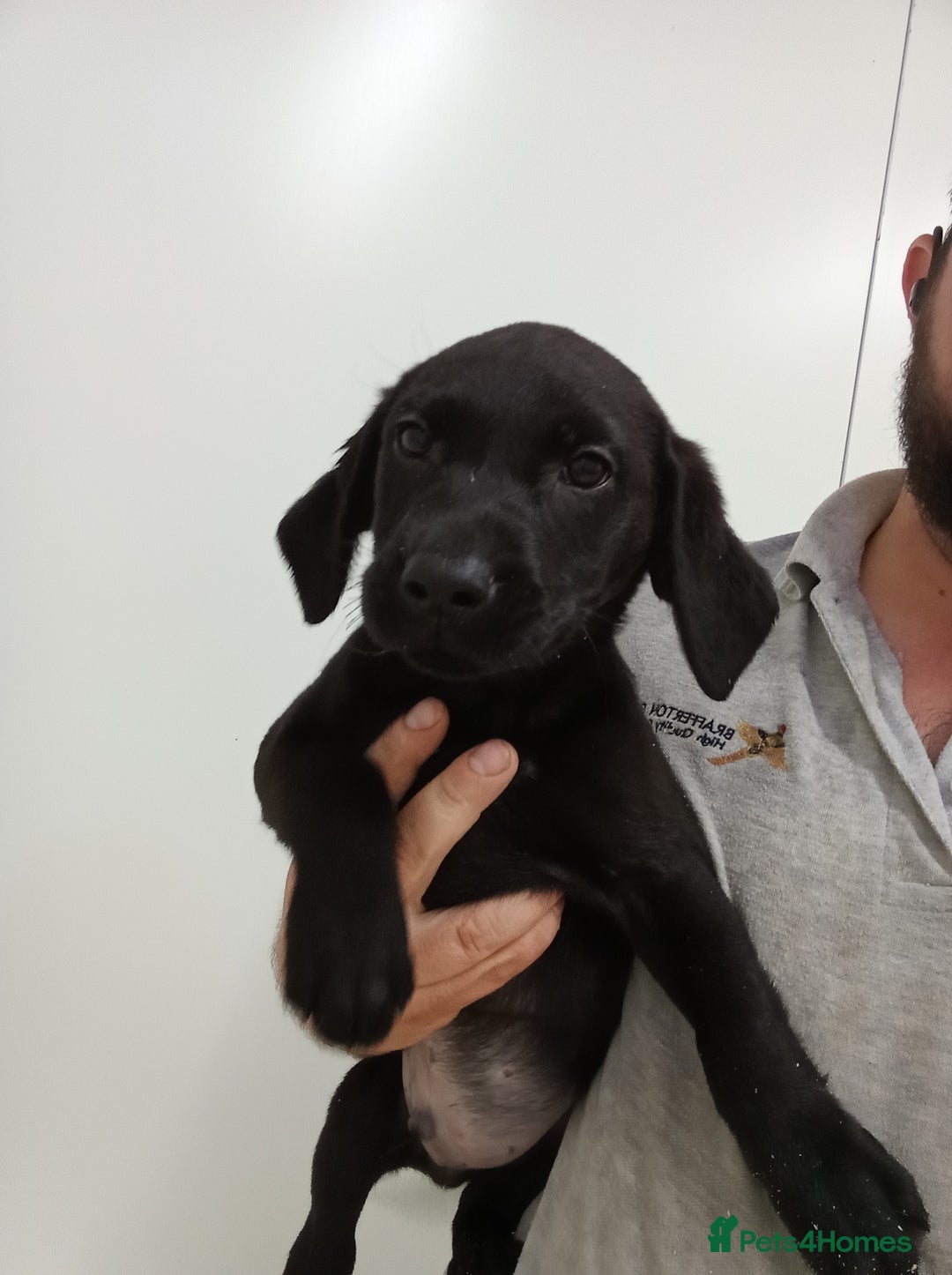 Labrador Retriever dogs for sale: Beautiful kc working Labradors - Image 5