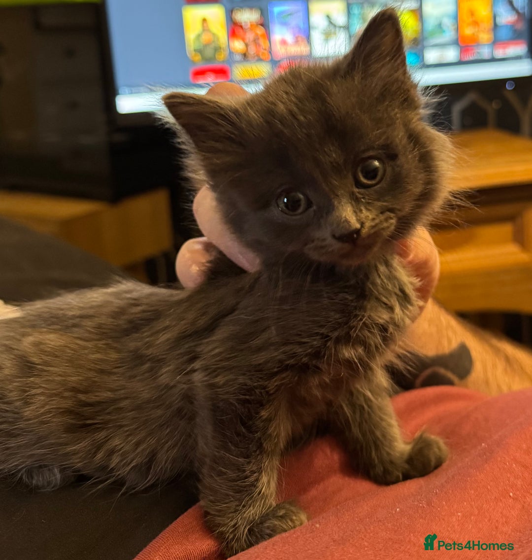 Mixed Breed cats for sale: Grey mixed breed kittens for sale - Advert 4
