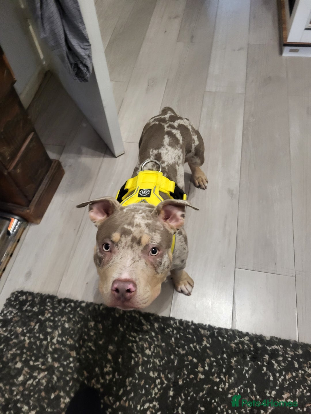 American Bully dogs for sale: Grand Champion bloodline American Bully (not xl).  - Advert 2