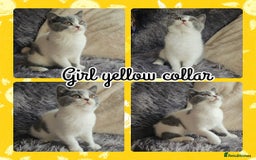 British Shorthair cats for sale: Tica registered british shorthair kittens - Image 4