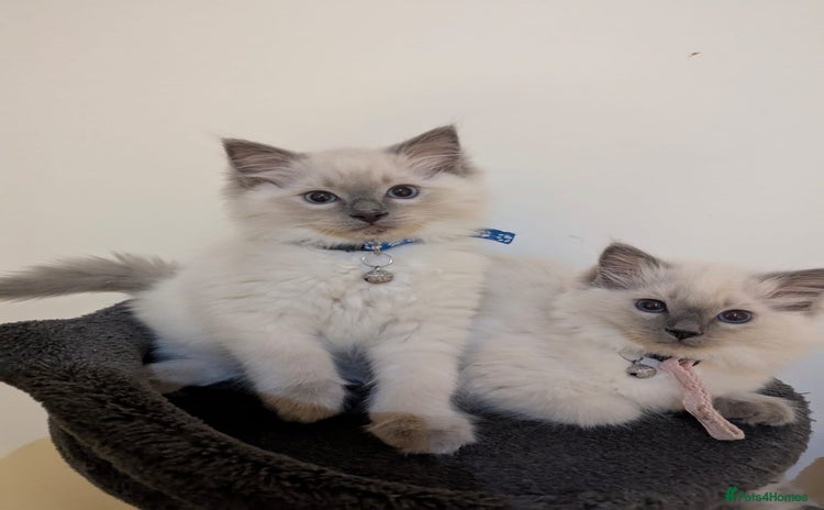 Ragdoll cats - Advert 1