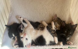 Mixed Breed cats for sale: Gorgeous Kittens - Image 4
